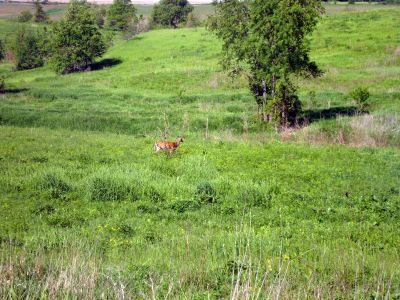 Deer on the prairie.