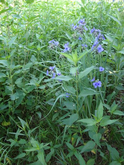 Spiderwort growing on the prairie.