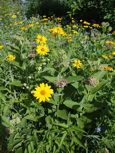 Prairie flowers.