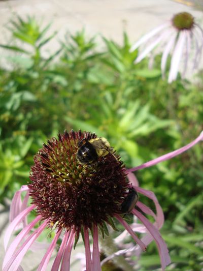 A bee on an echinacea bloom.