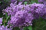 Lilacs by AriCee via Flickr