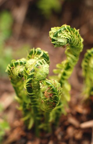 Bigstock-Fern-4985007