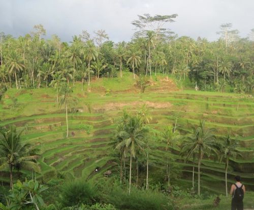 Rice Fields in Bali, photo by Nick Krieger