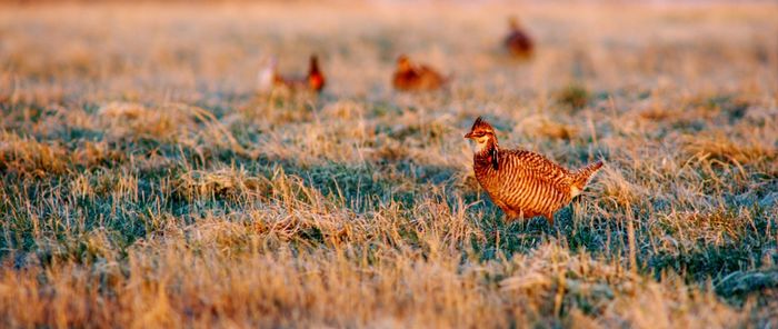 Prairie chicken