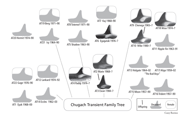 Chugach Transient Family Tree