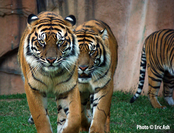 Eric-Ash-Tiger-Double-Trouble