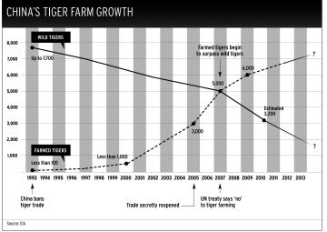 Tiger-farming-chart-360x255