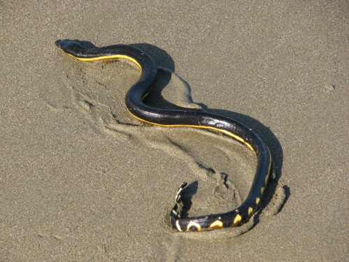 Pelamis platura, yellowbelly sea snake