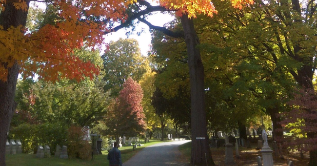 Trees at Mount Auburn Cemetery
