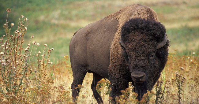 Bison