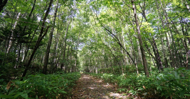 Hokkaido Forest Path