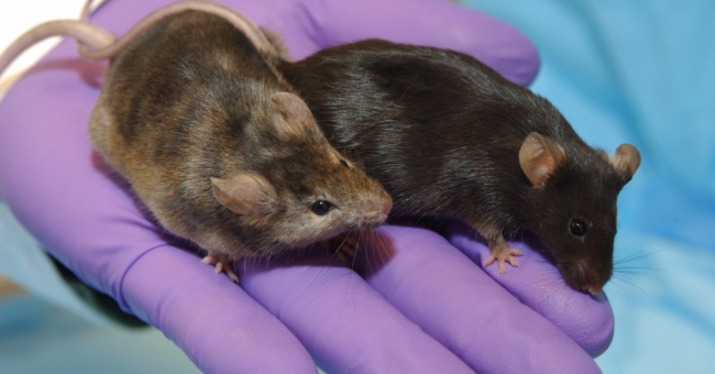 Laboratory mice