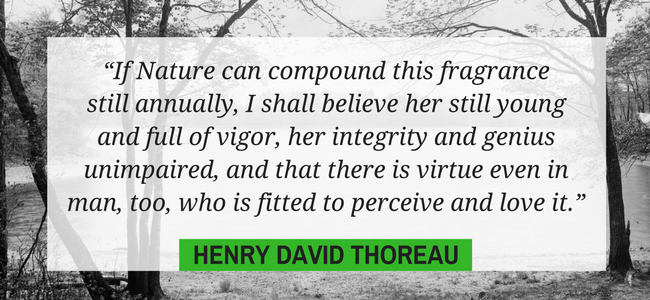 If Nature can compound this fragrance still annually  I shall believe her still young and full of vigor  her integrity and genius unimpaired  and that there is virtue even in man  too  who is fitted to perceive an (4)