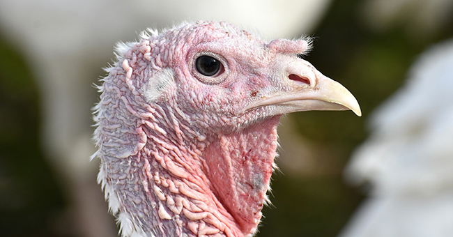 “You know what tastes better than a scrawny, industrial slab of turkey on your plate? Field Roast, Tofurky, and Gardein! But don’t take my word for it. *wink, wink* Get chomping, hoomans!”