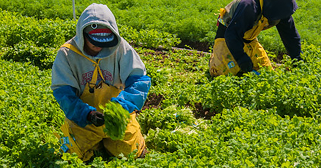 Migrant workers harvest Lettuce at Lakeside Organic Gardens in Watsonville, CA.
