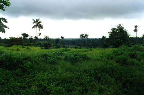 D1- masiakajungle copy